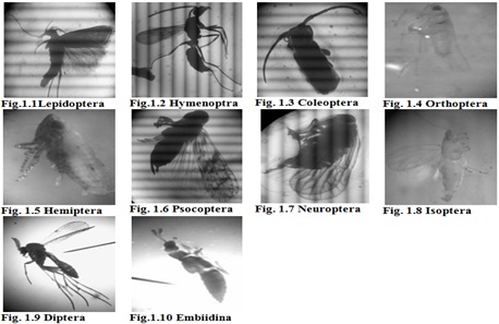 Fig: Insect taxa collected samples in the selected stations in songculan lagoon