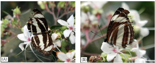 Fig: Dorsal (A) and ventral (B) view of Neptis soma Shania