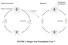 Dengue virus Transmission cycle